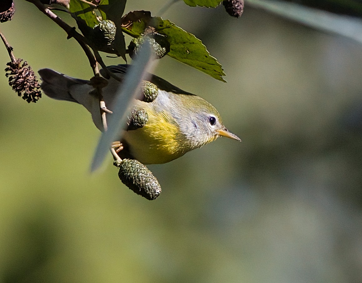 Northern Parula - ML624801425