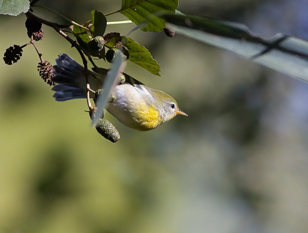 Northern Parula - ML624801426