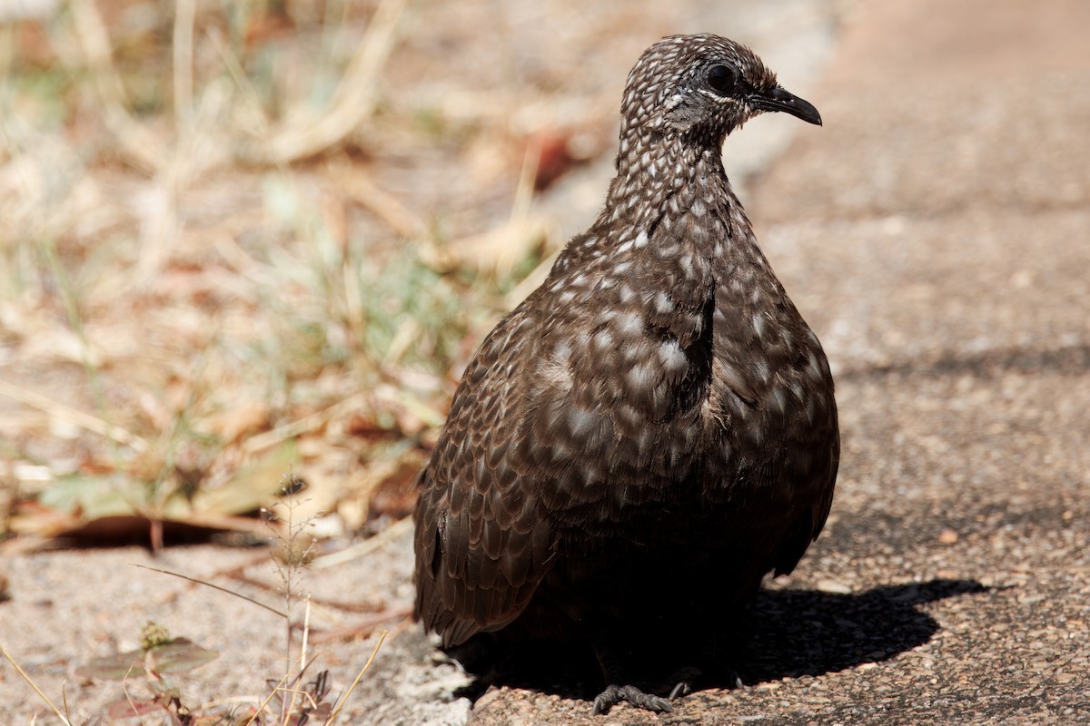 Chestnut-quilled Rock-Pigeon - ML624801476