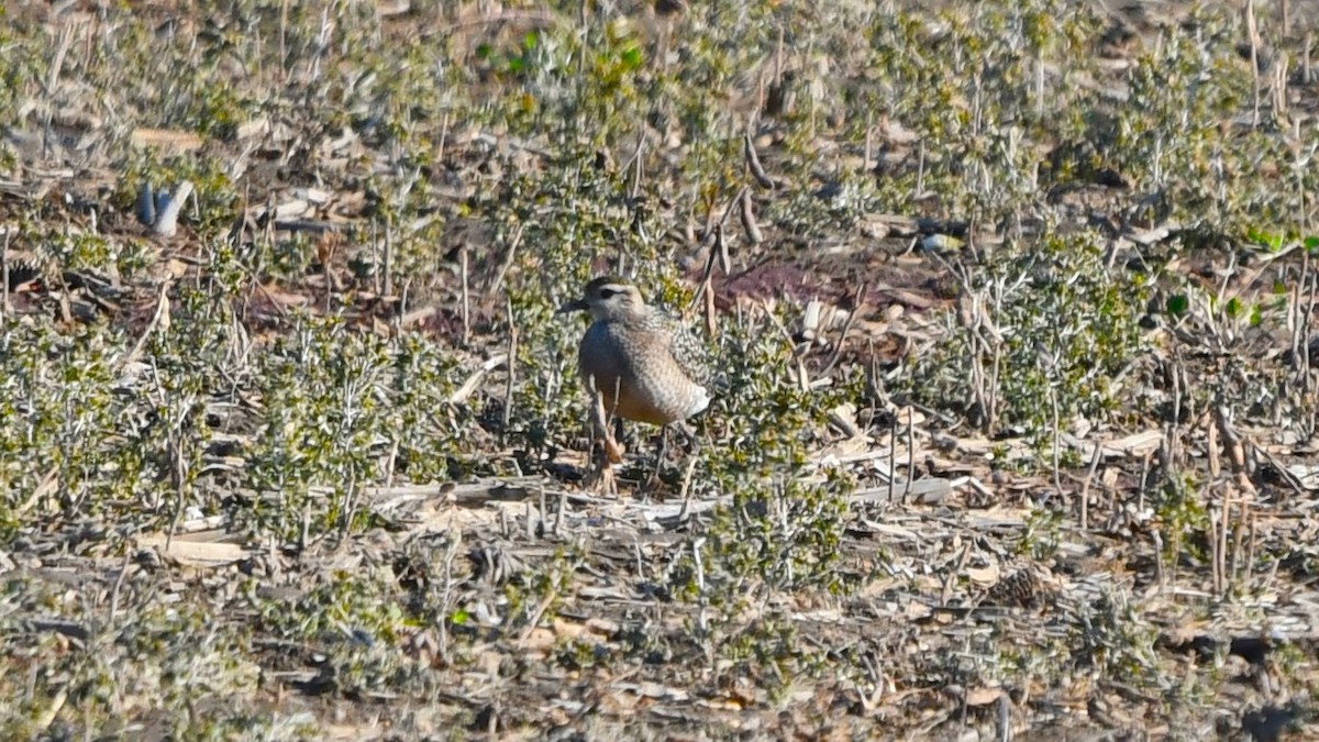 American Golden-Plover - ML624801501