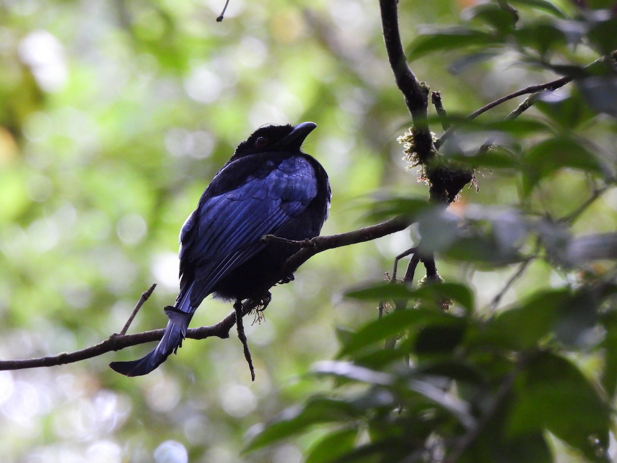 Hair-crested Drongo (Bornean) - ML624801623