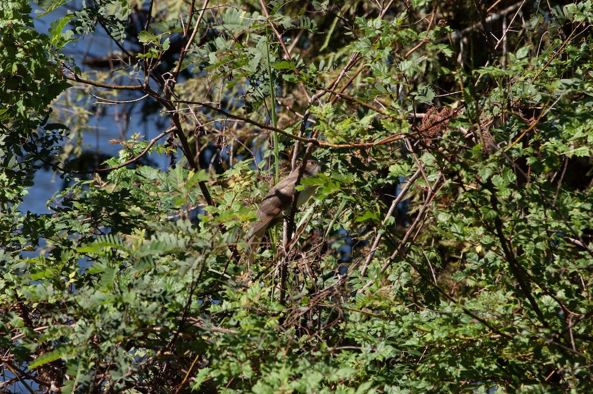 Black-billed Cuckoo - ML624801972
