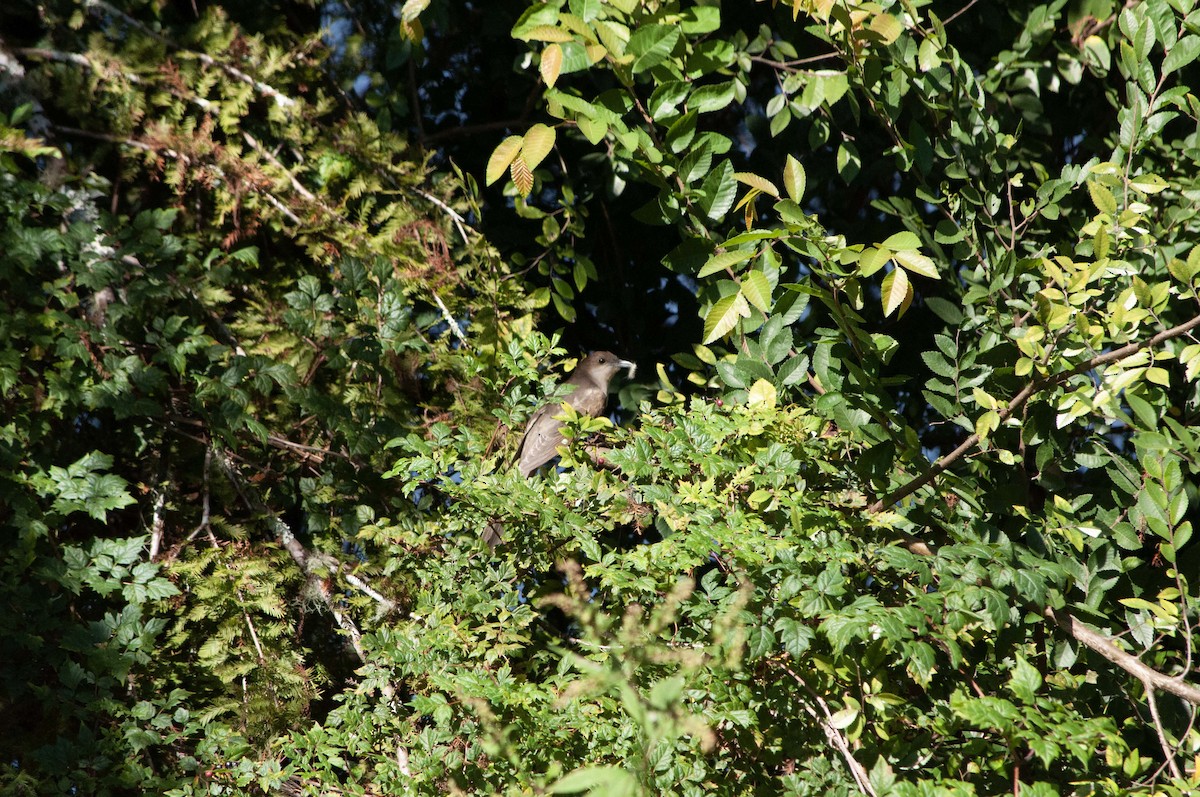 Black-billed Cuckoo - ML624801986