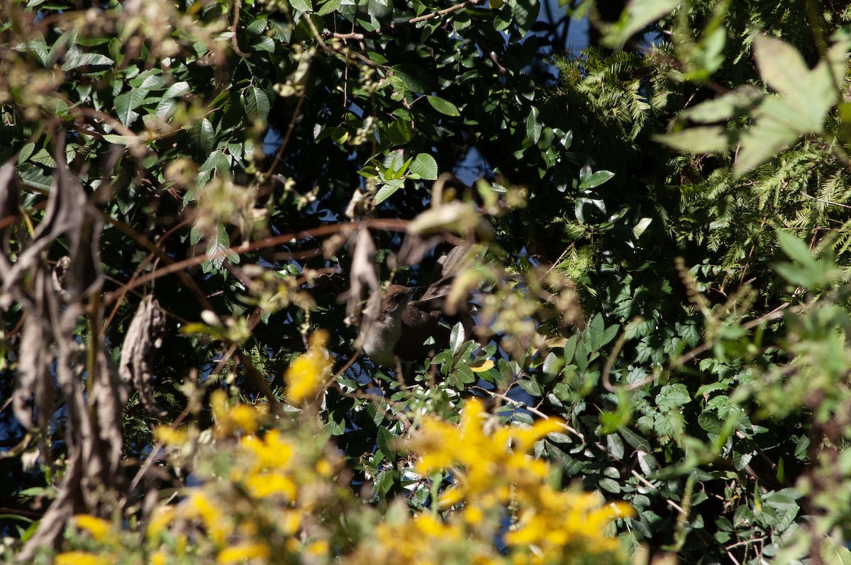 Black-billed Cuckoo - ML624801998