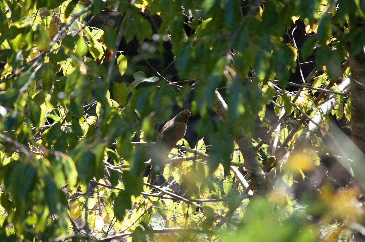 Black-billed Cuckoo - ML624802010