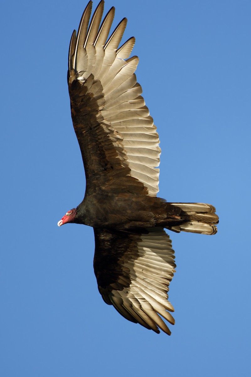Turkey Vulture - ML624802023