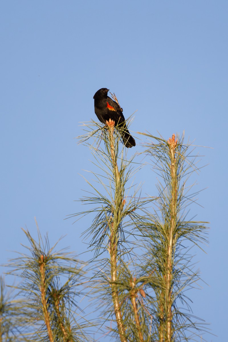 Red-winged Blackbird - ML624802025