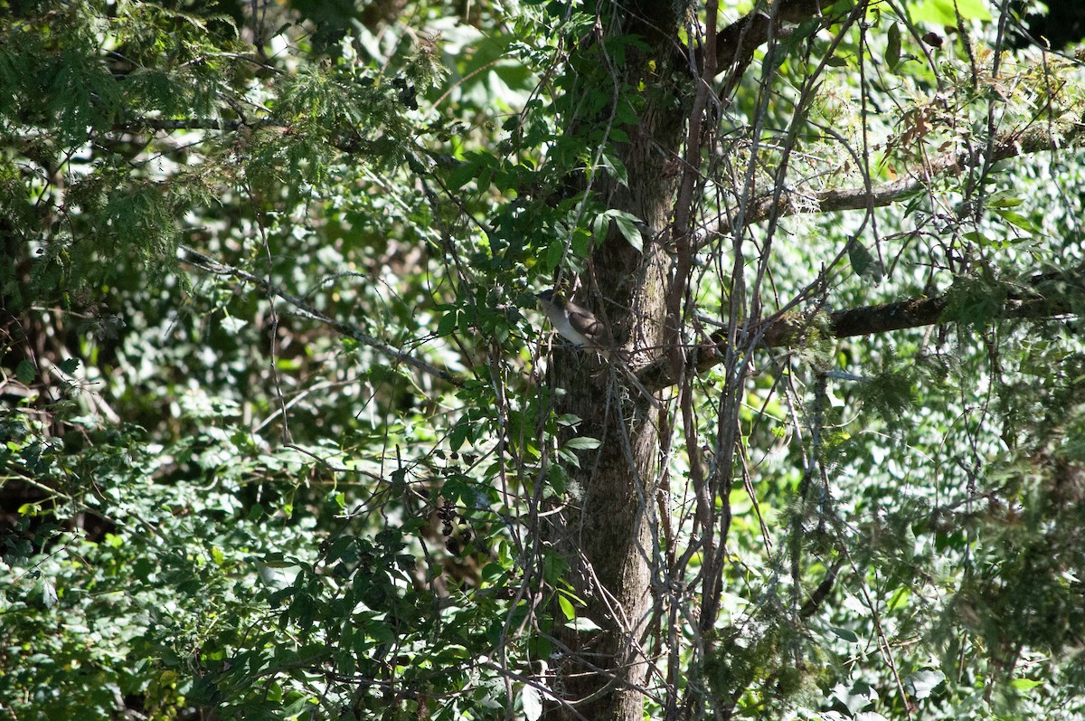 Black-billed Cuckoo - ML624802035