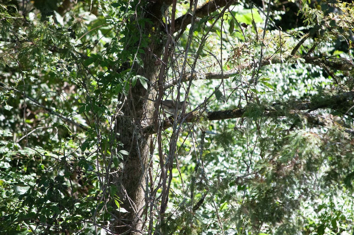 Black-billed Cuckoo - ML624802036