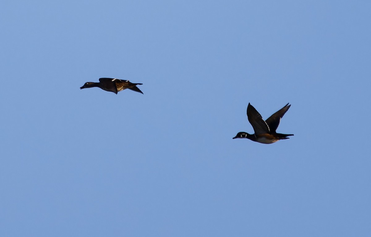 Wood Duck - ML624802042