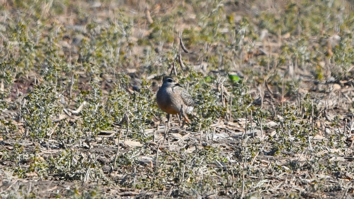 American Golden-Plover - ML624802056