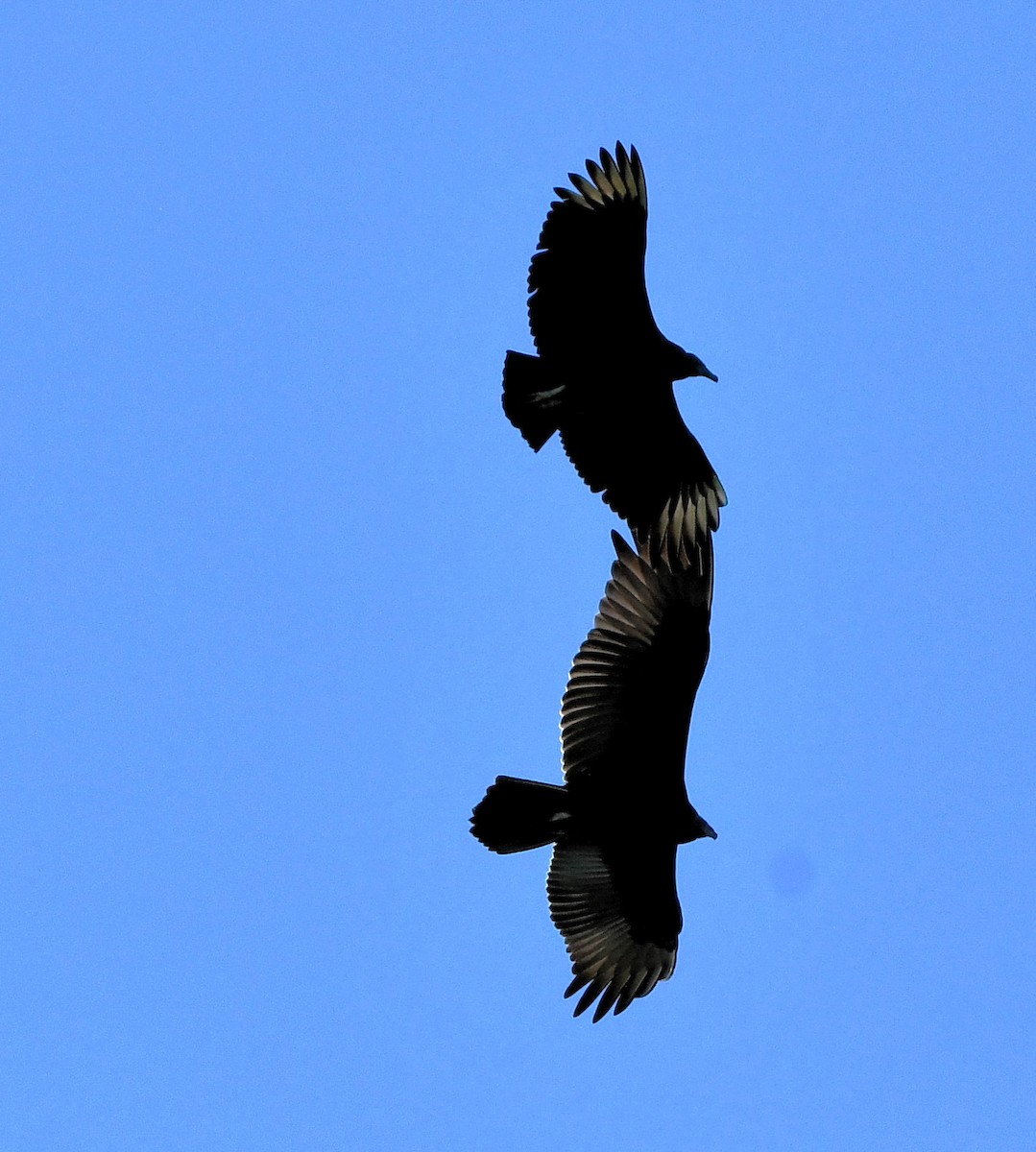 Turkey Vulture - ML624802058