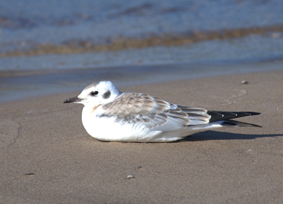 Mouette de Bonaparte - ML624802095