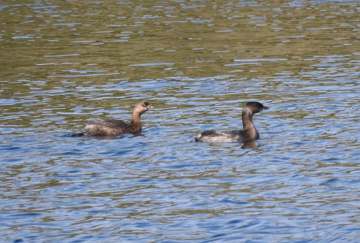 Pied-billed Grebe - ML624802102