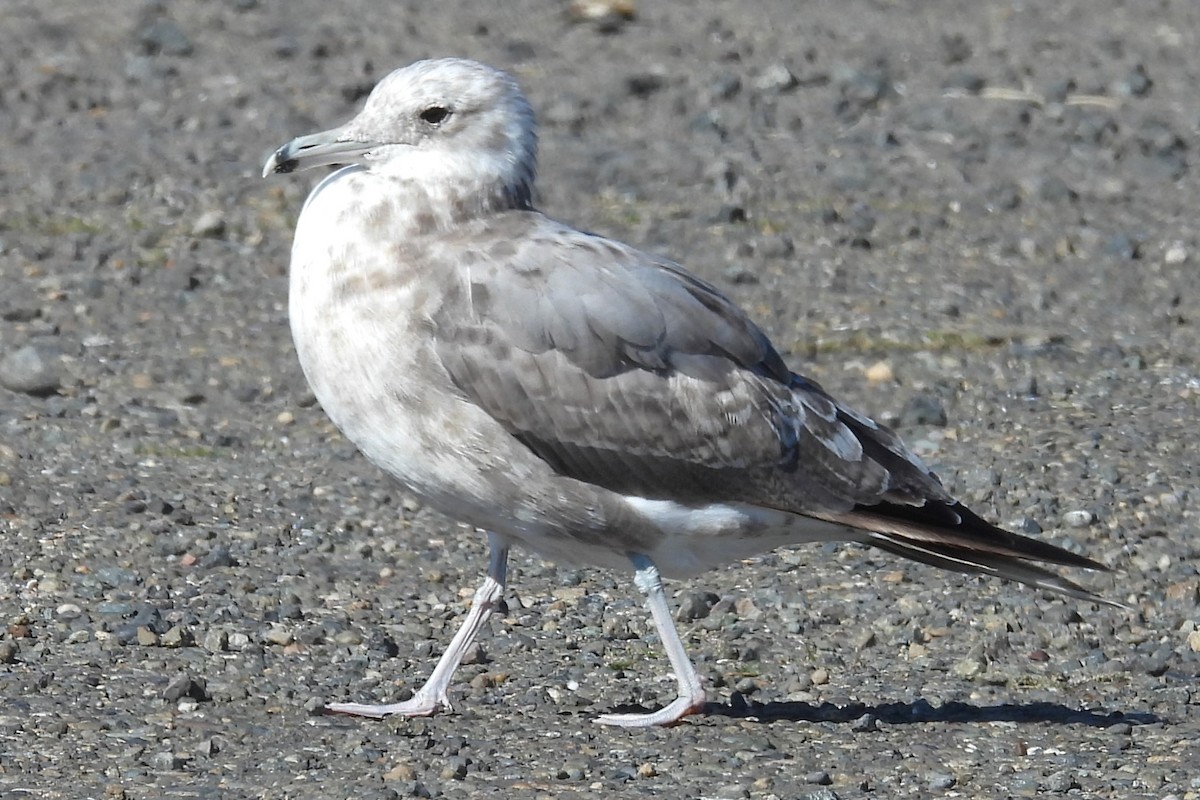 California Gull - ML624802297