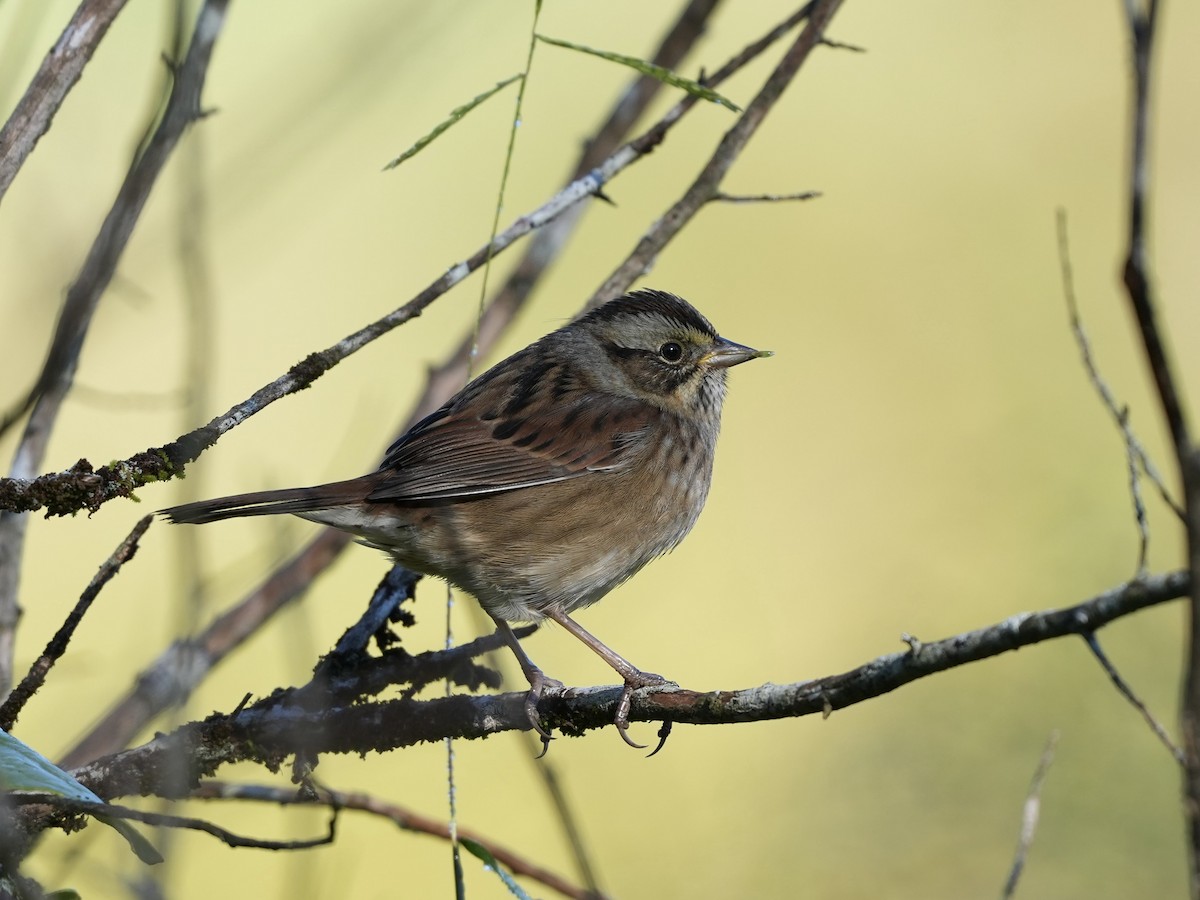 Swamp Sparrow - ML624802323