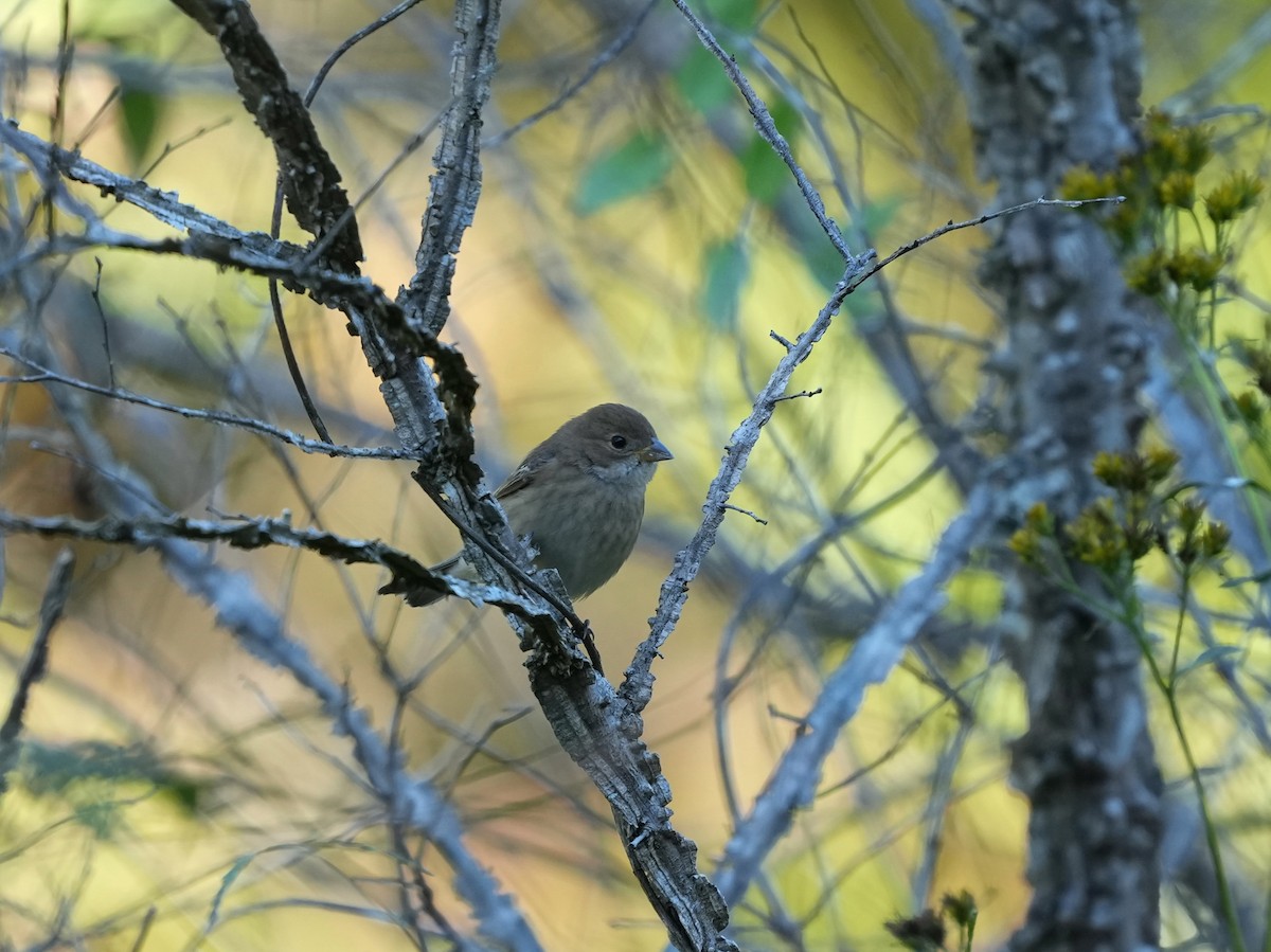 Indigo Bunting - Melanie Crawford