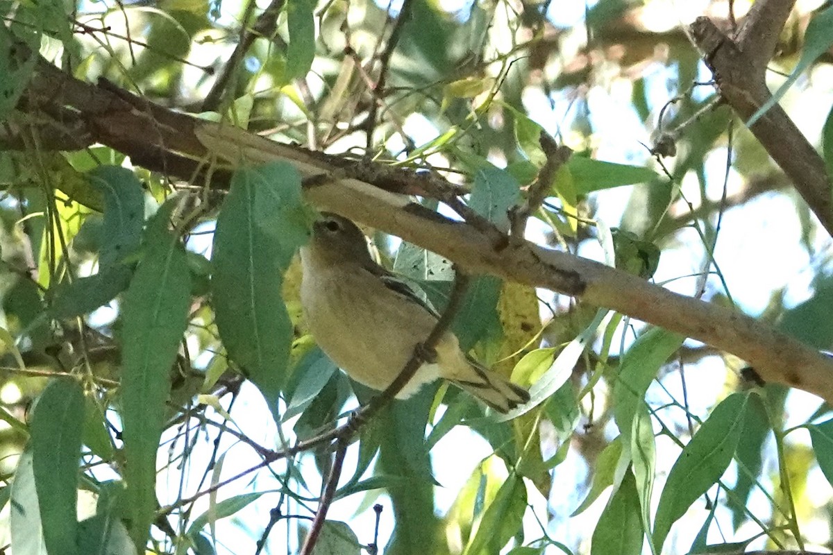 Bay-breasted Warbler - ML624802383