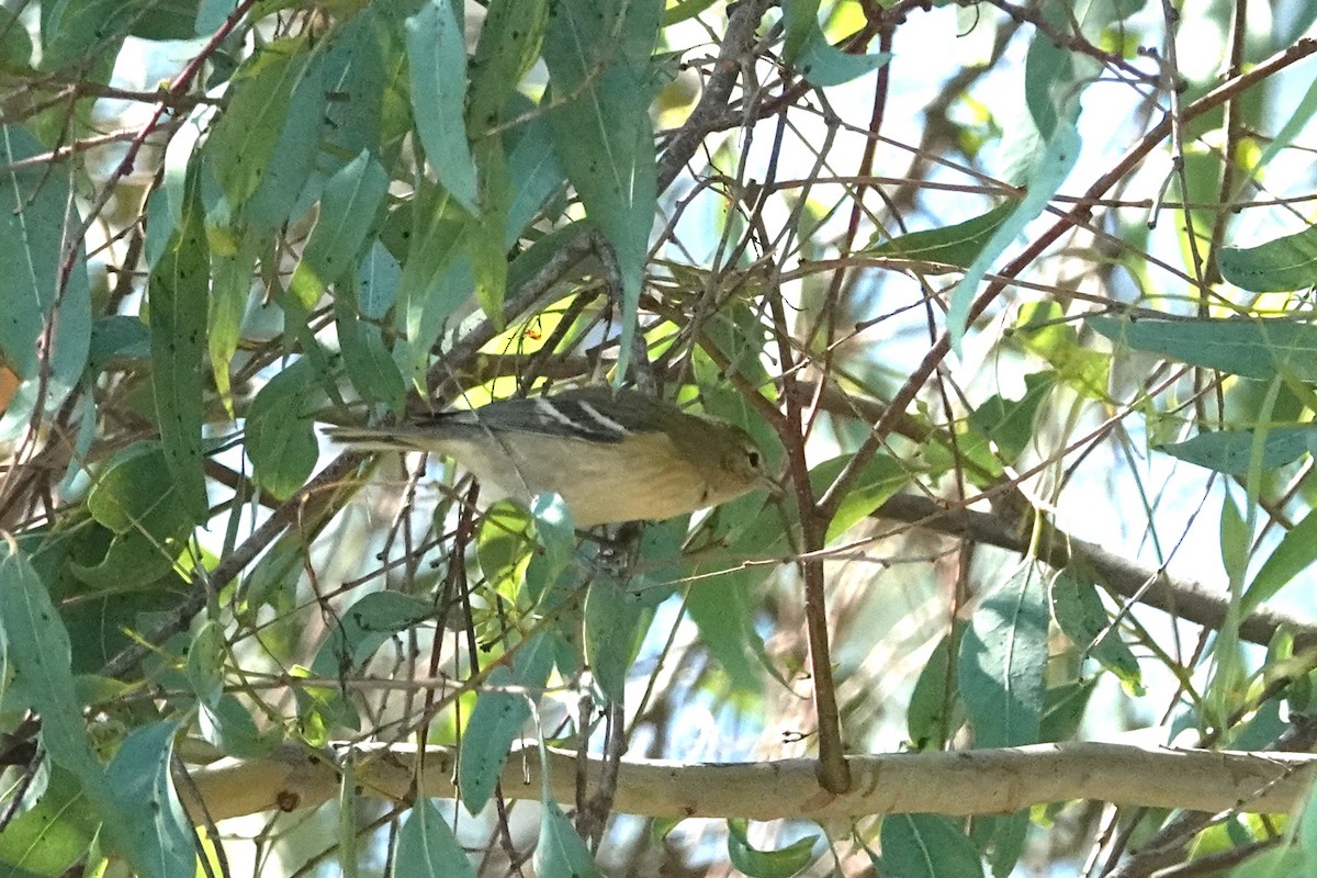 Bay-breasted Warbler - ML624802388