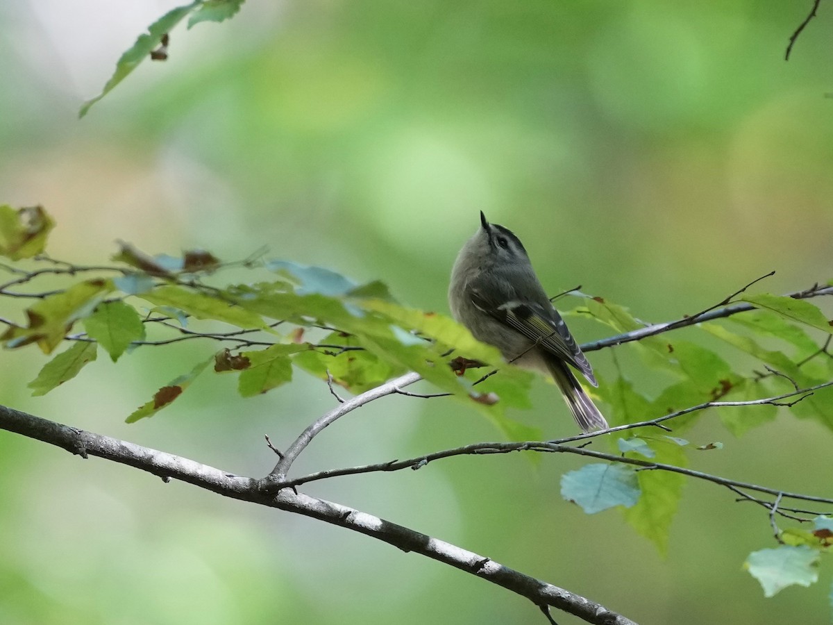 Golden-crowned Kinglet - ML624802397