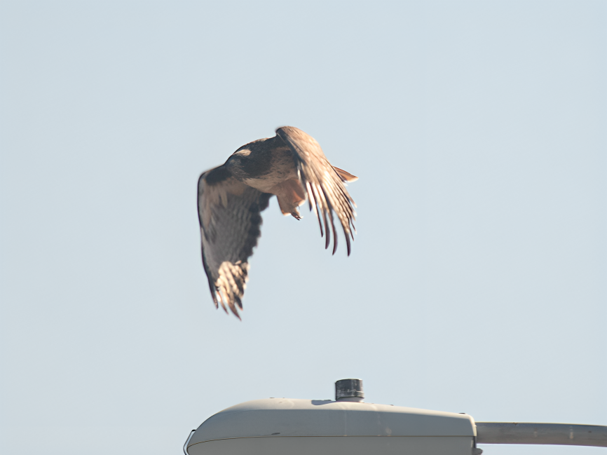 Red-tailed Hawk - ML624802468