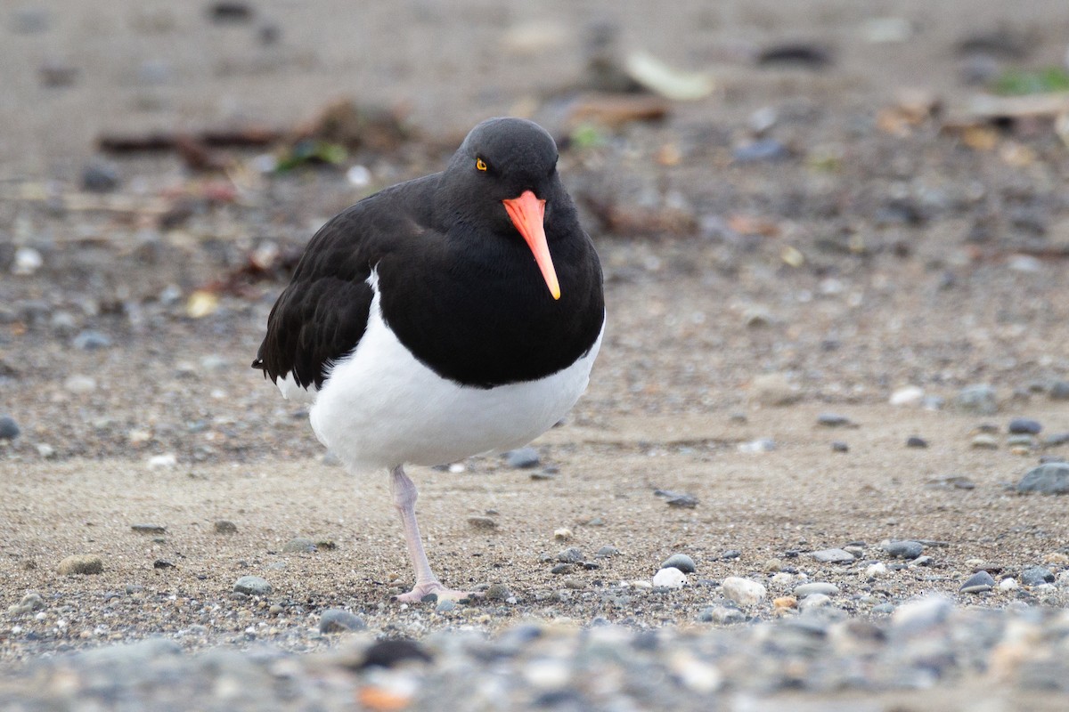 Magellanic Oystercatcher - ML624802481