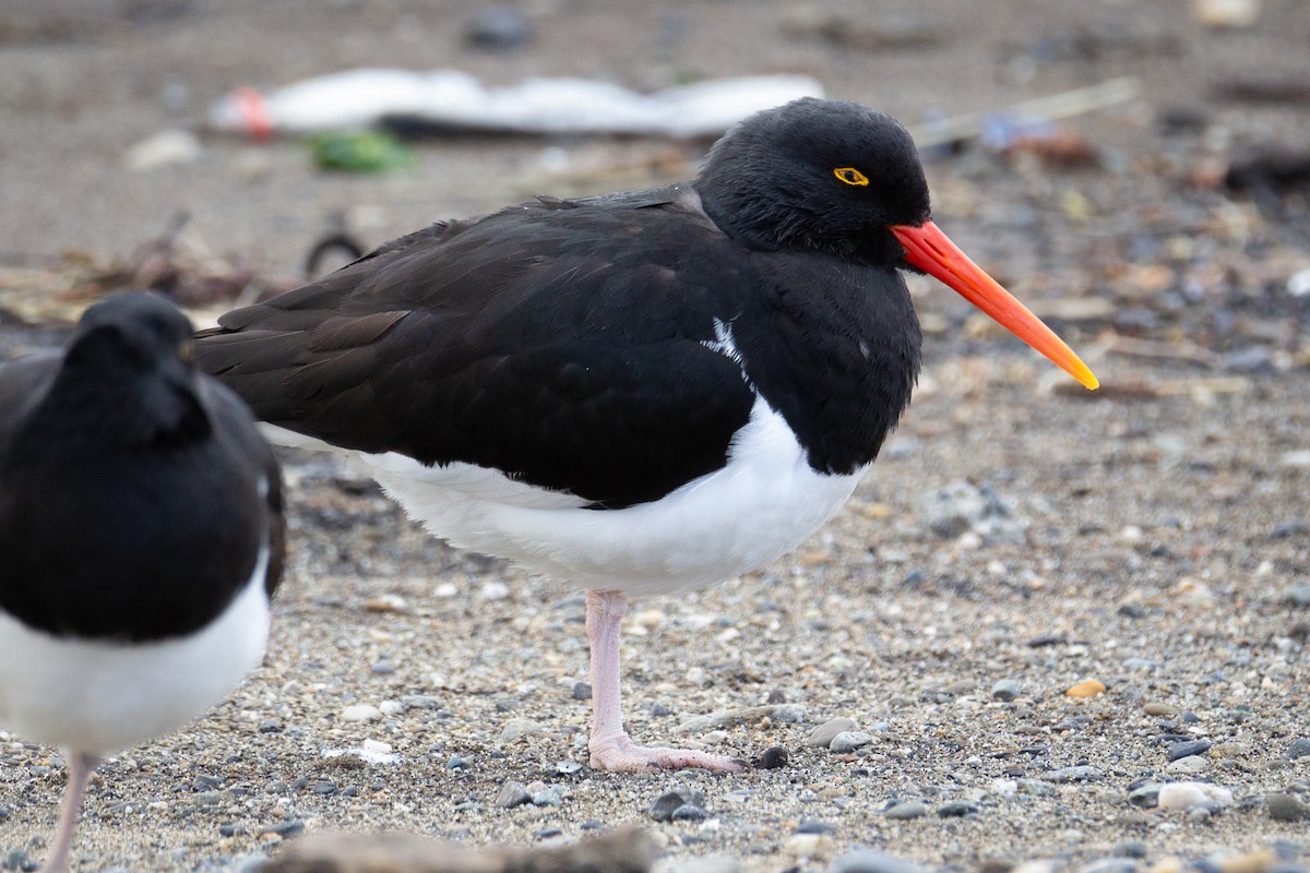 Magellanic Oystercatcher - Francisco  Iriondo Cuevas