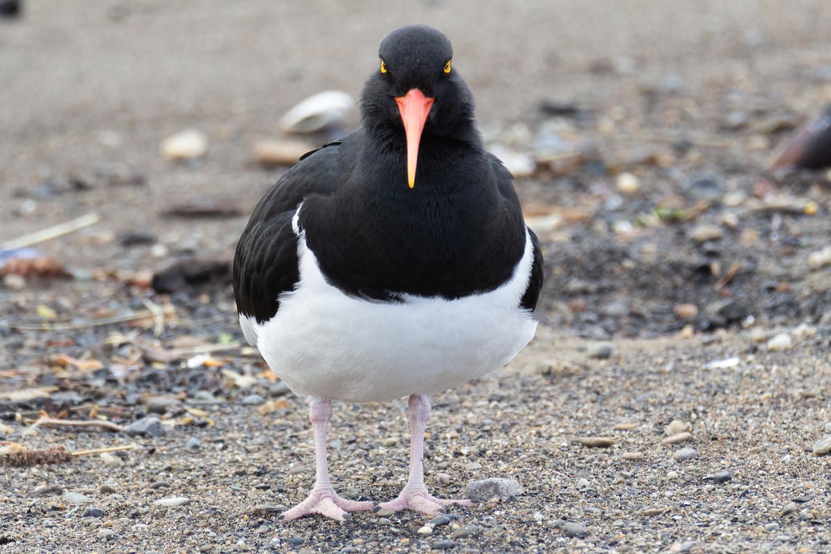 Magellanic Oystercatcher - ML624802484