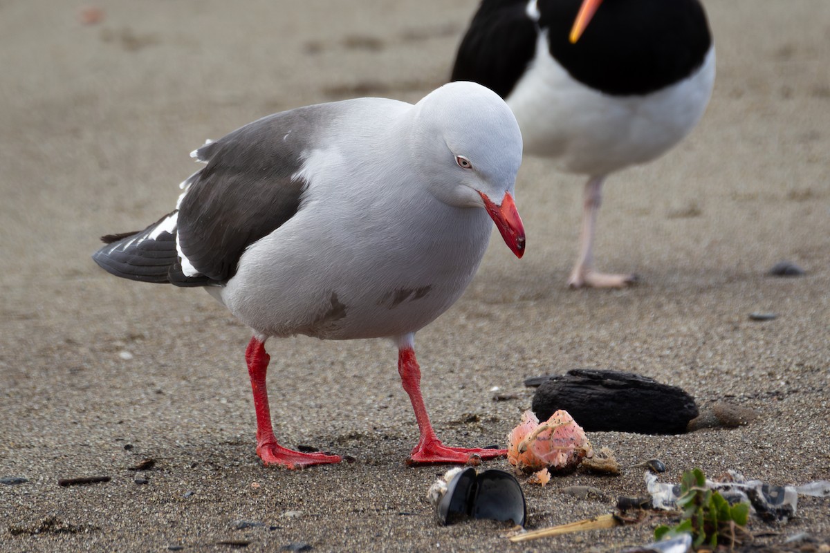 Dolphin Gull - ML624802498