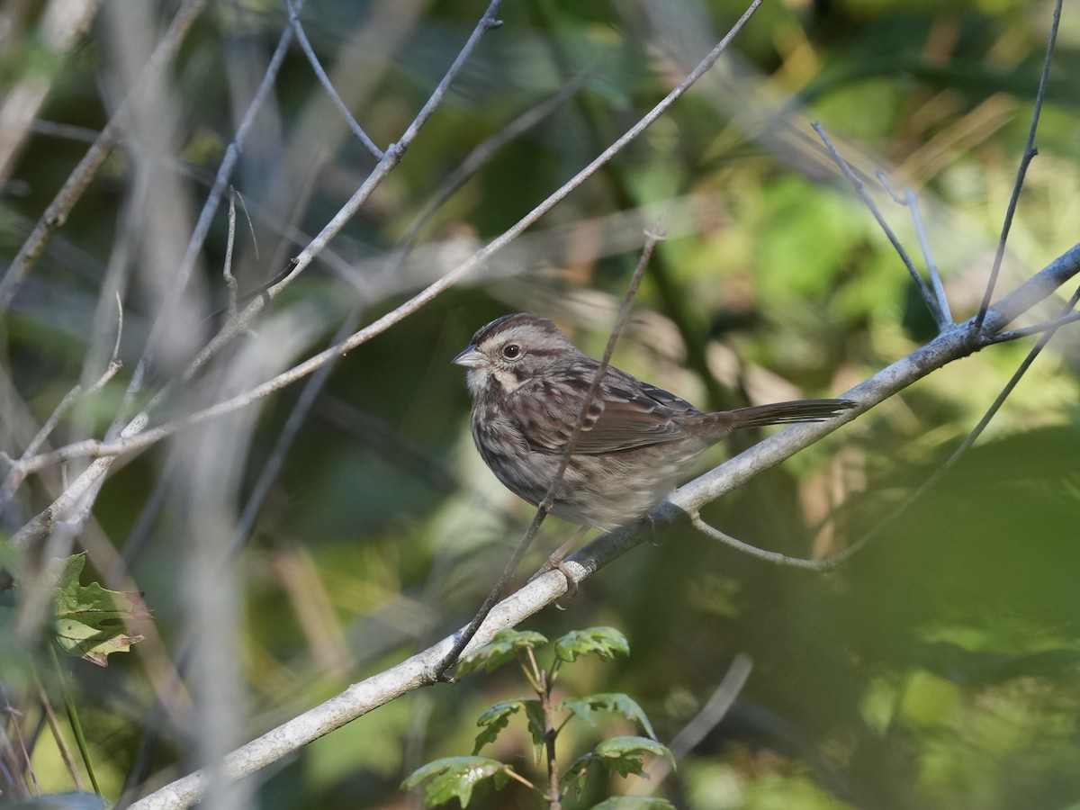 Song Sparrow - ML624802517