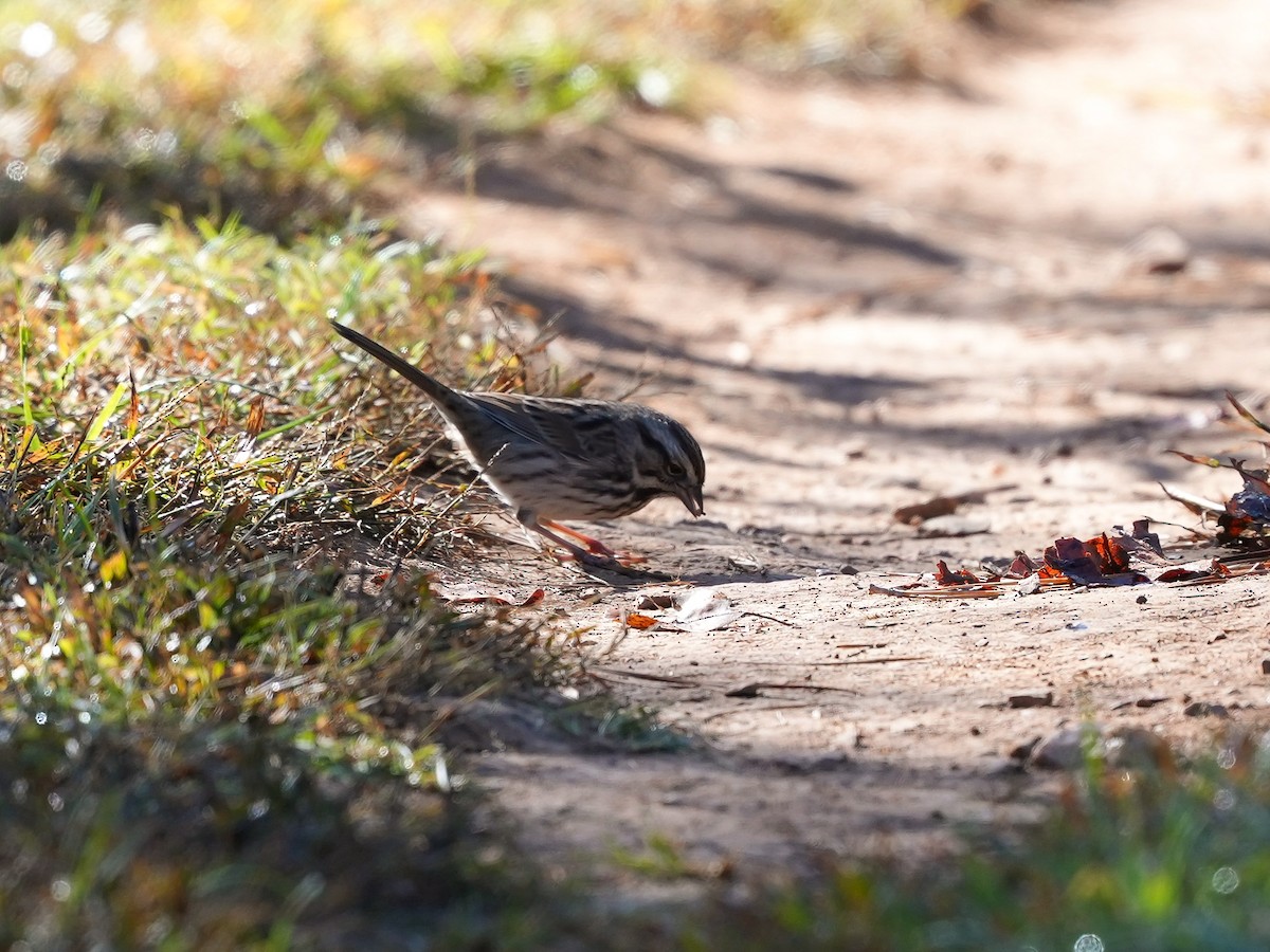 Song Sparrow - ML624802518