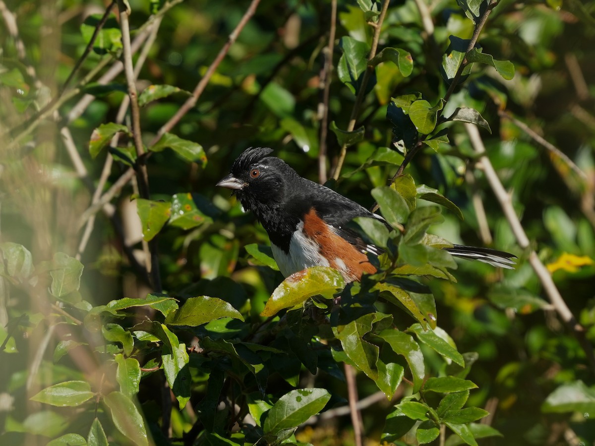 ワキアカトウヒチョウ - ML624802558