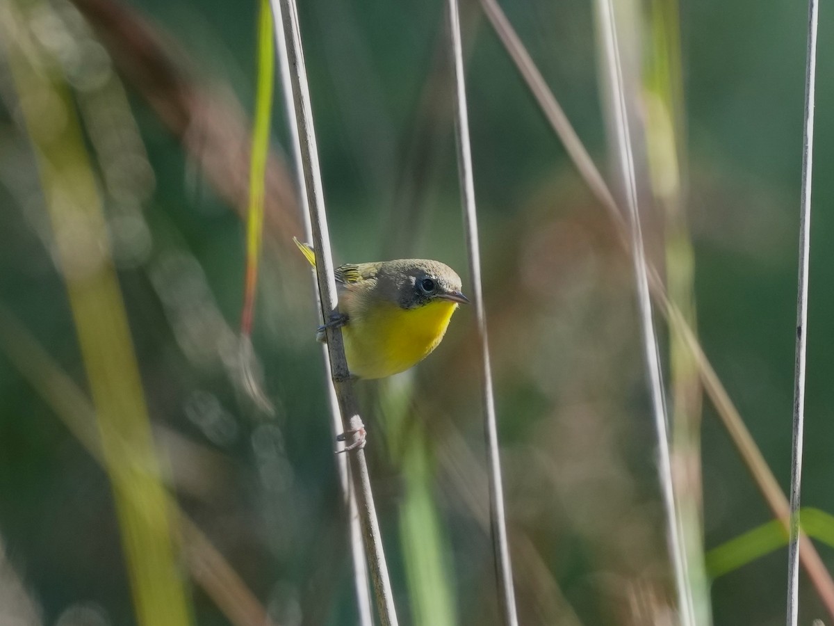 Common Yellowthroat - ML624802642