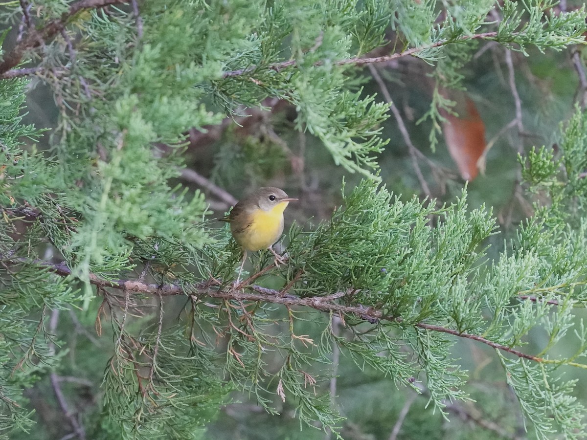 Common Yellowthroat - ML624802643