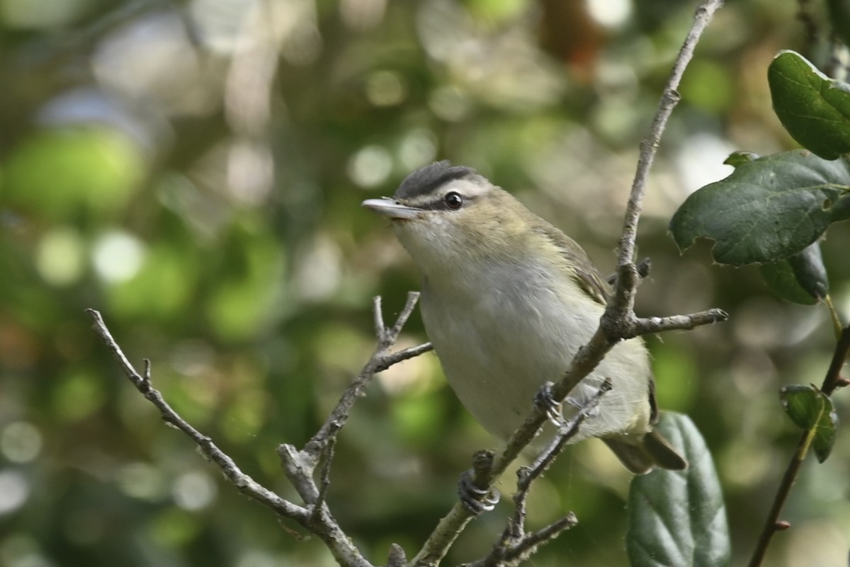 Red-eyed Vireo - ML624802722