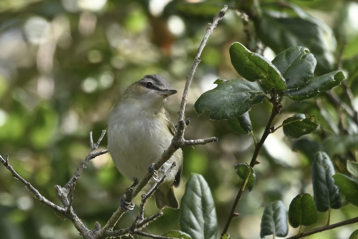 Red-eyed Vireo - ML624802723