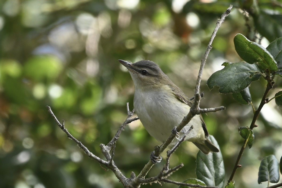 Red-eyed Vireo - ML624802724