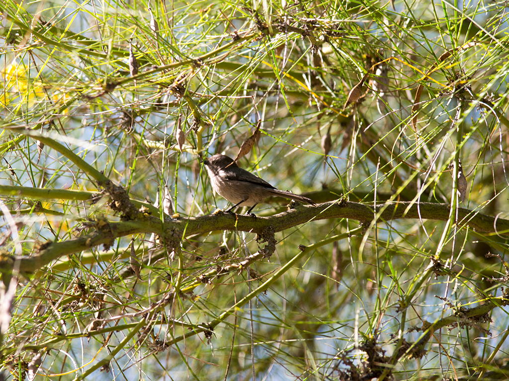 Bushtit - ML624802781