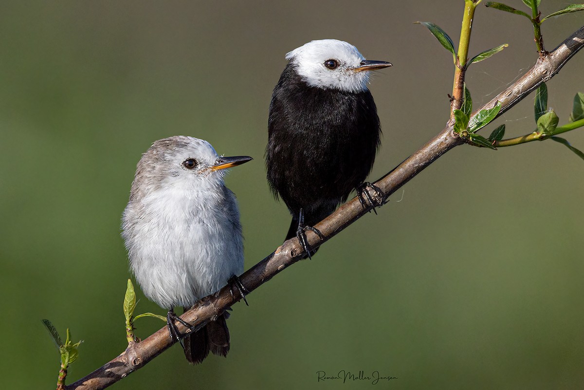 White-headed Marsh Tyrant - ML624802808