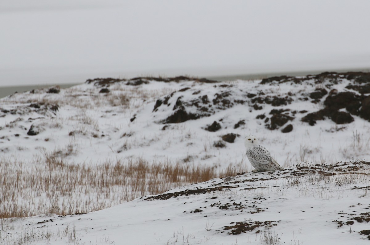 Snowy Owl - ML624802858