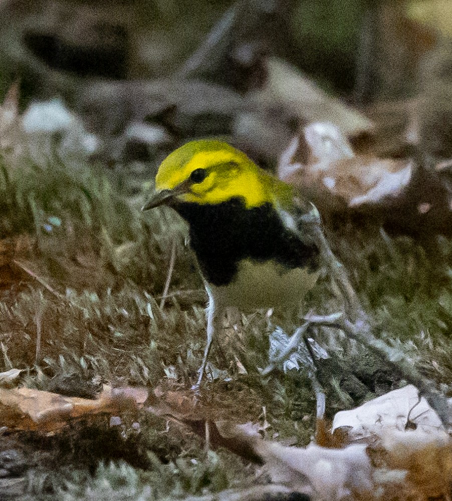 Black-throated Green Warbler - ML624802968