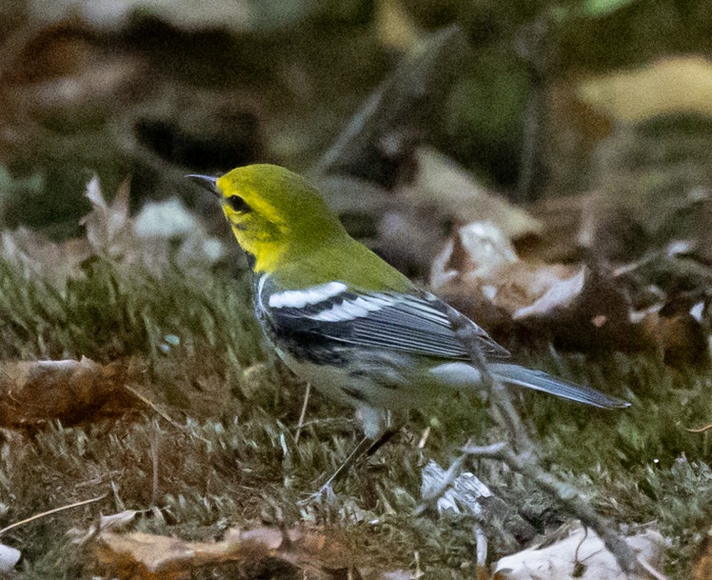 Black-throated Green Warbler - ML624802969