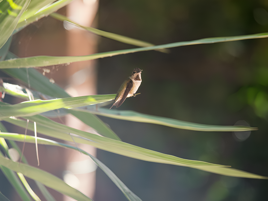 Anna's Hummingbird - ML624802990