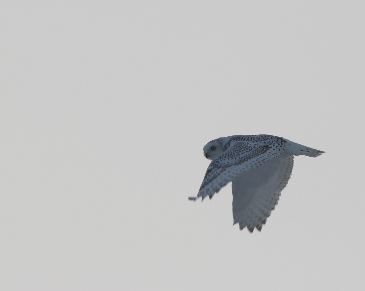Snowy Owl - ML624803026