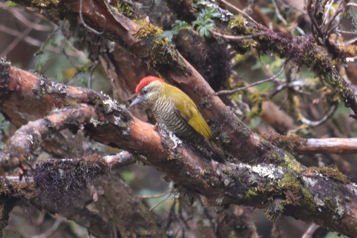 Bar-bellied Woodpecker - ML624803075