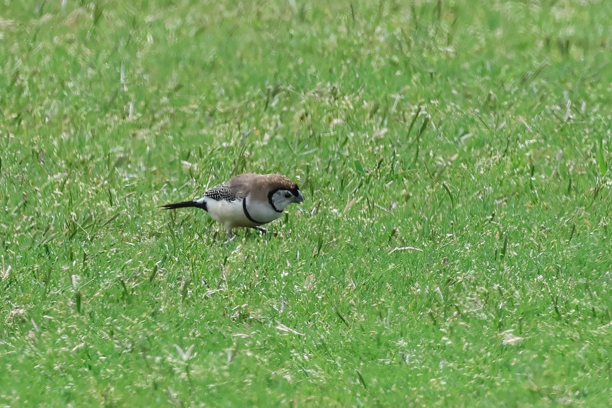 Double-barred Finch - ML624803079