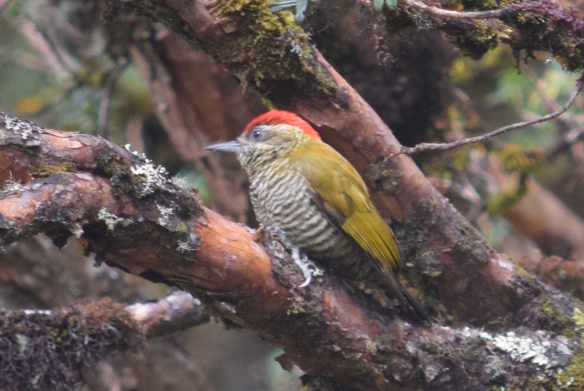 Bar-bellied Woodpecker - ML624803084