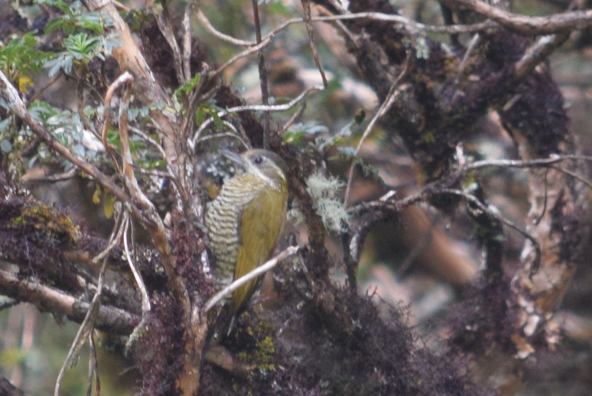 Bar-bellied Woodpecker - ML624803085