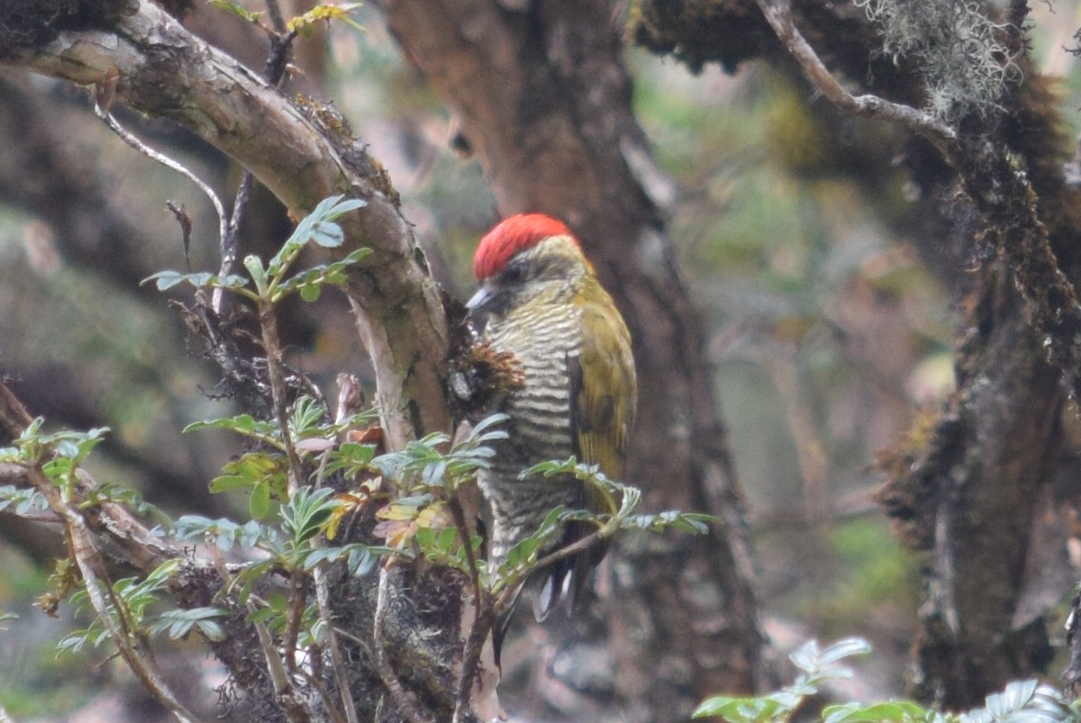 Bar-bellied Woodpecker - ML624803094