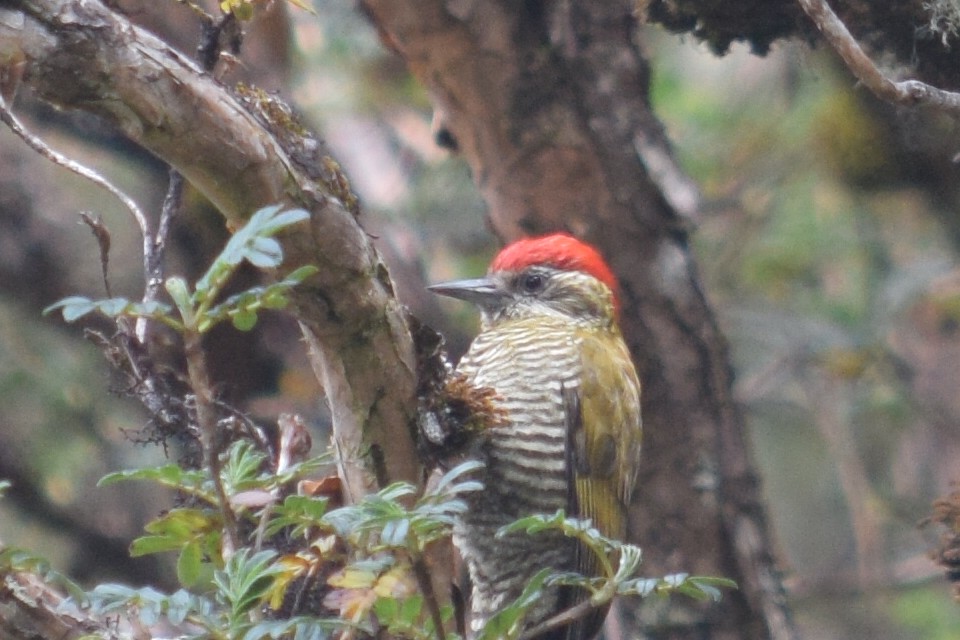 Bar-bellied Woodpecker - ML624803095